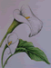 Arum Lilies